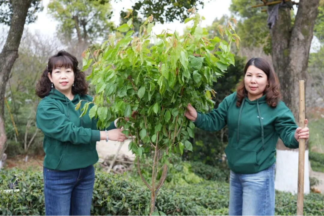三棵樹(shù)福鼎白茶園生態(tài)修復(fù)行動(dòng)709