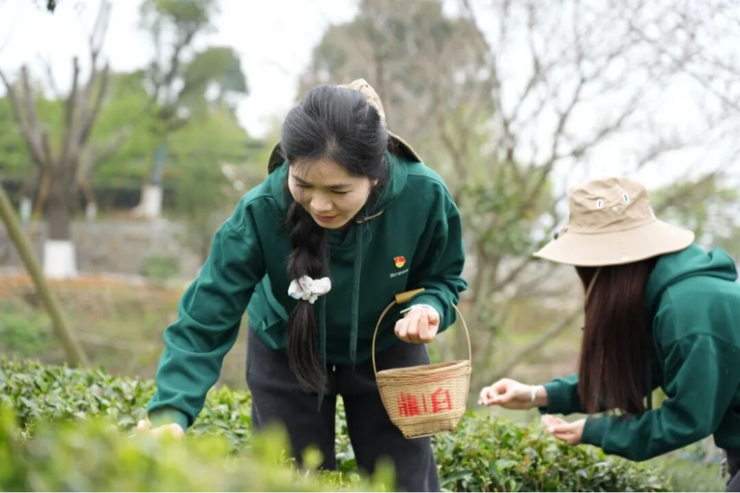 三棵樹(shù)福鼎白茶園生態(tài)修復(fù)行動(dòng)710